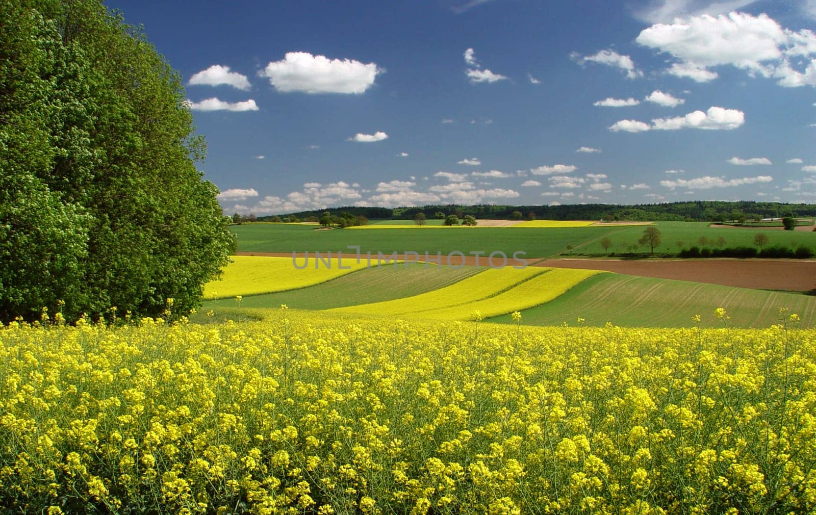 In search of rapeseed