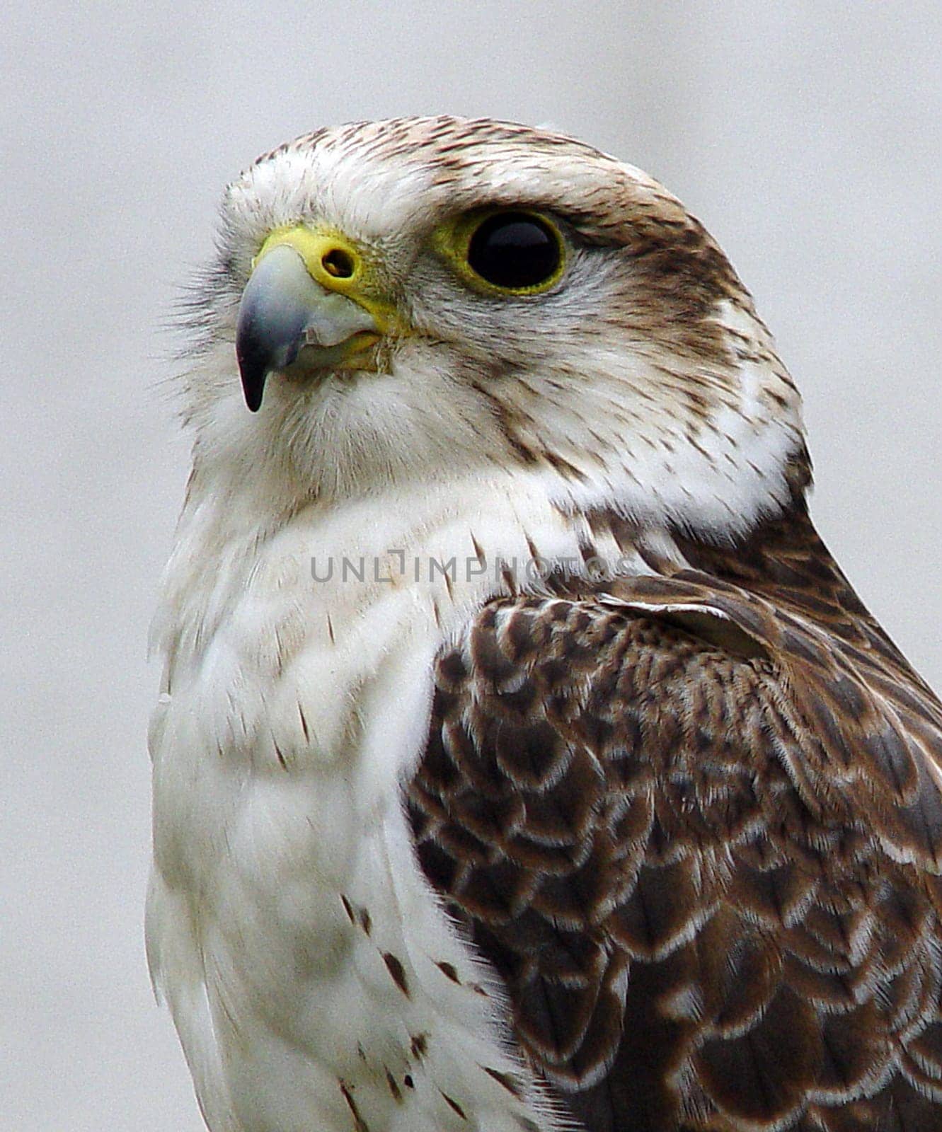 Bird of prey