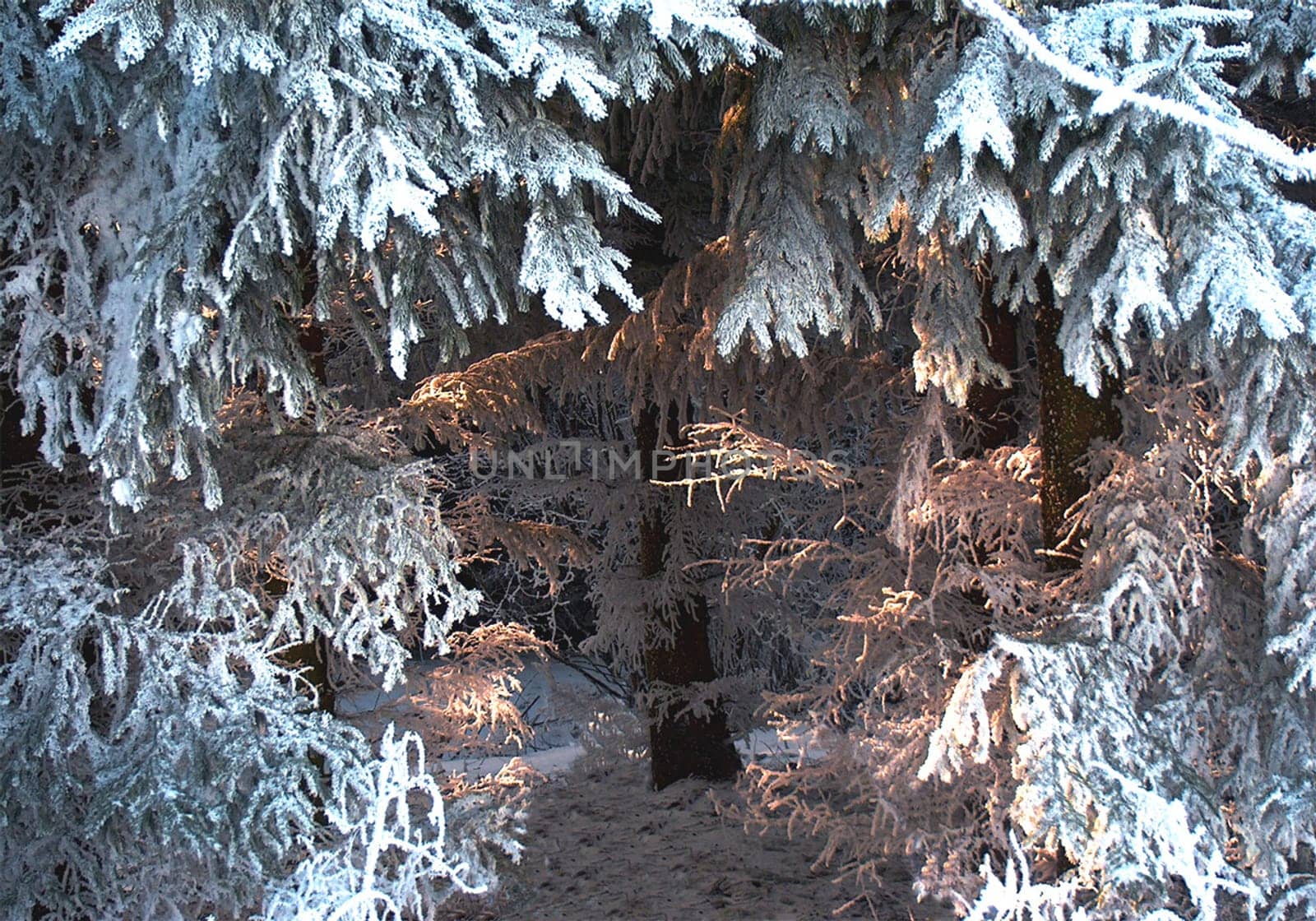 Winter sun