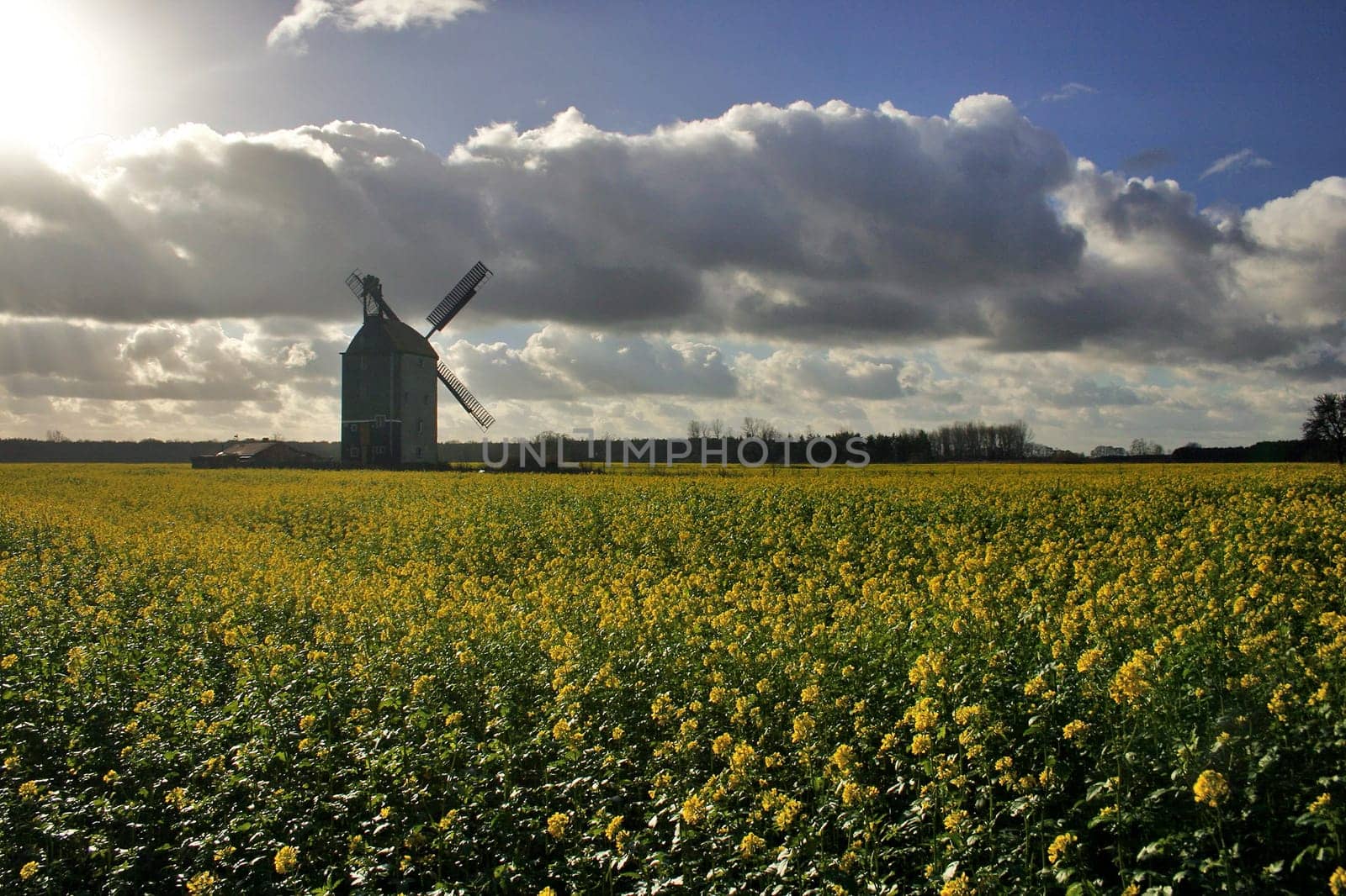 Windmill in the rapeseed field
