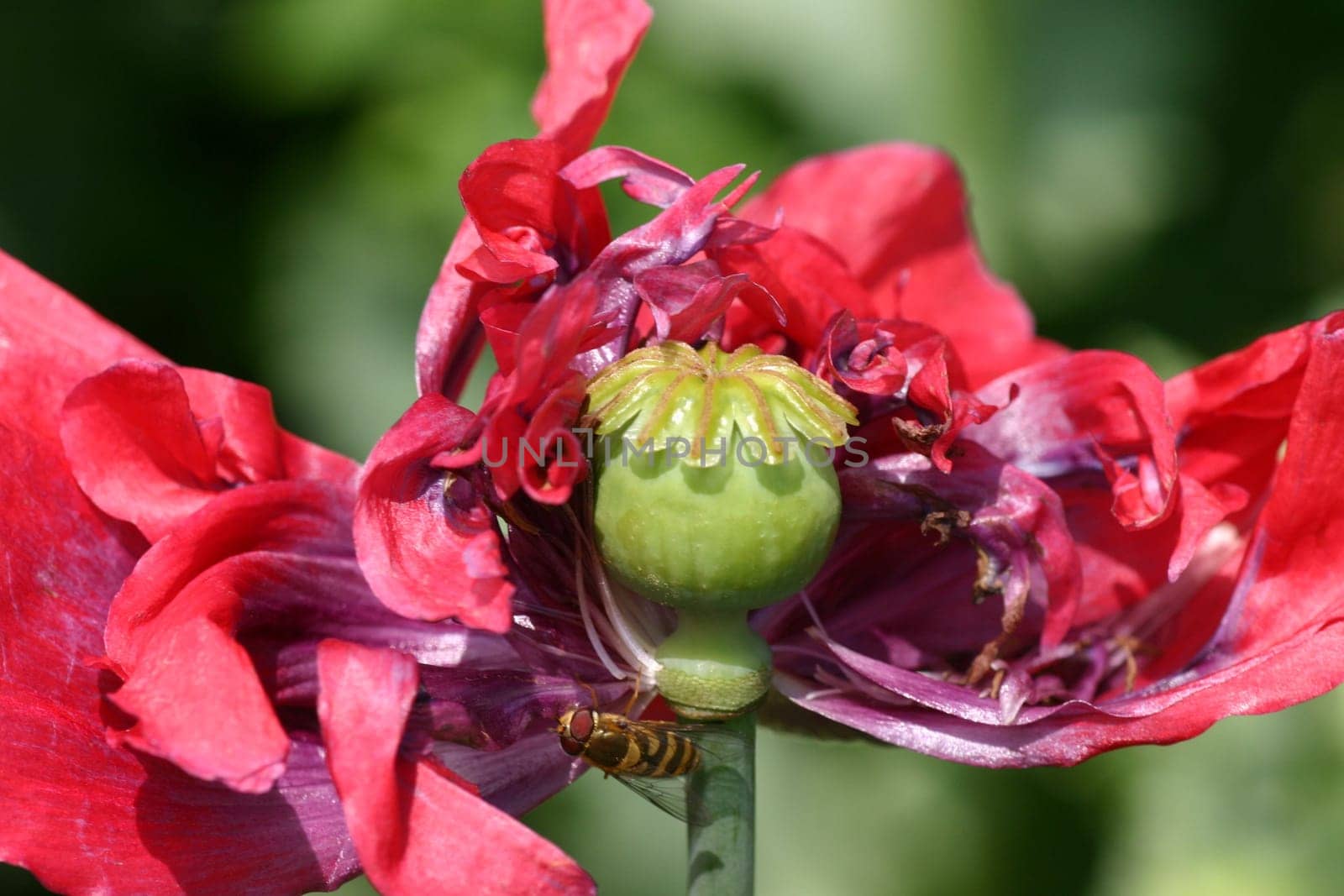 Poppy seeds with visitors