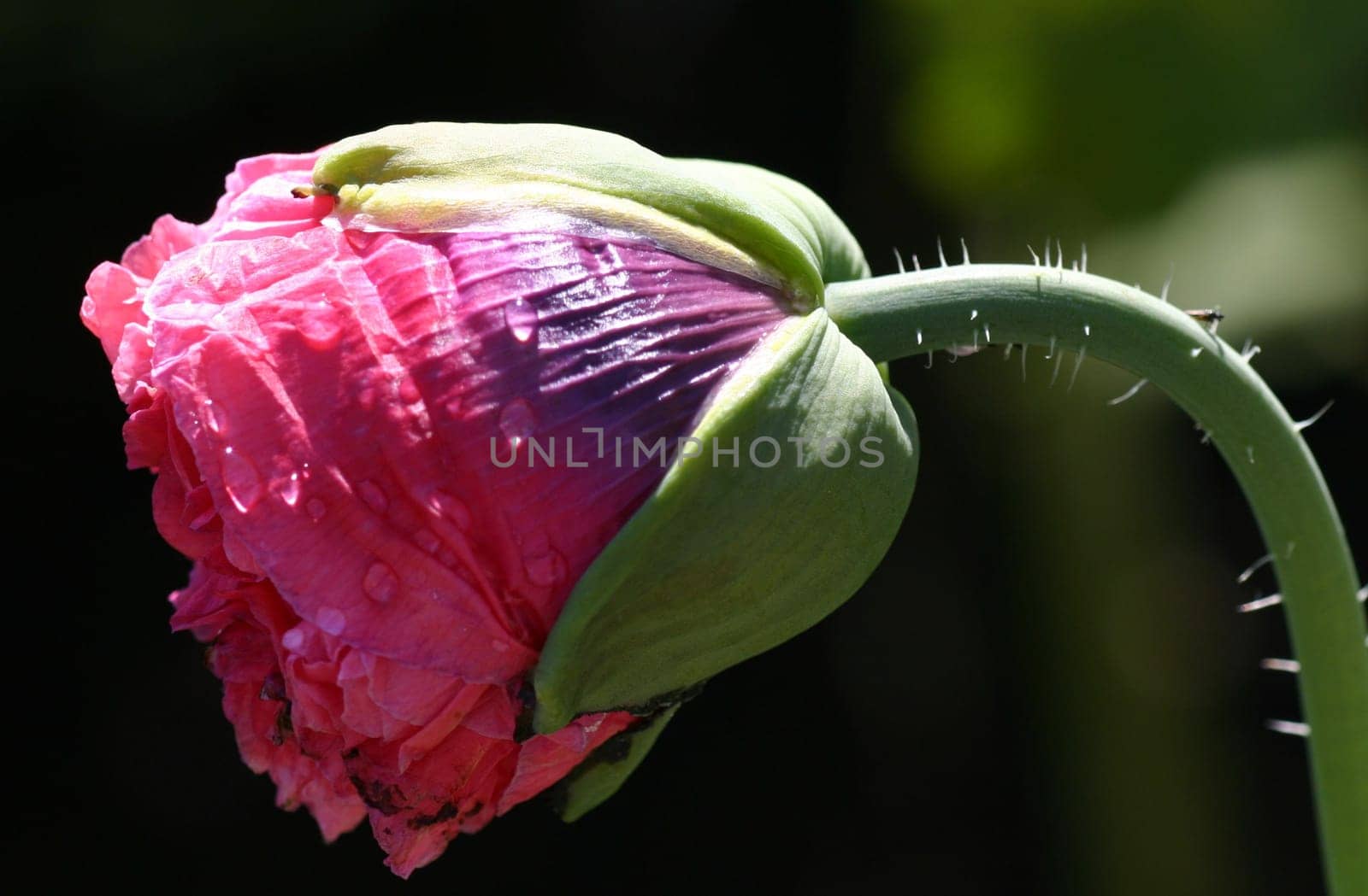 pink poppy