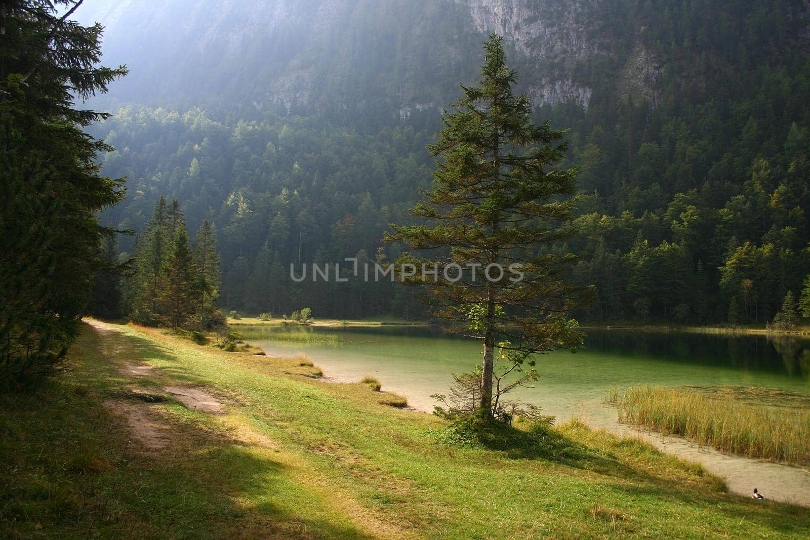 Morning mood at the lake