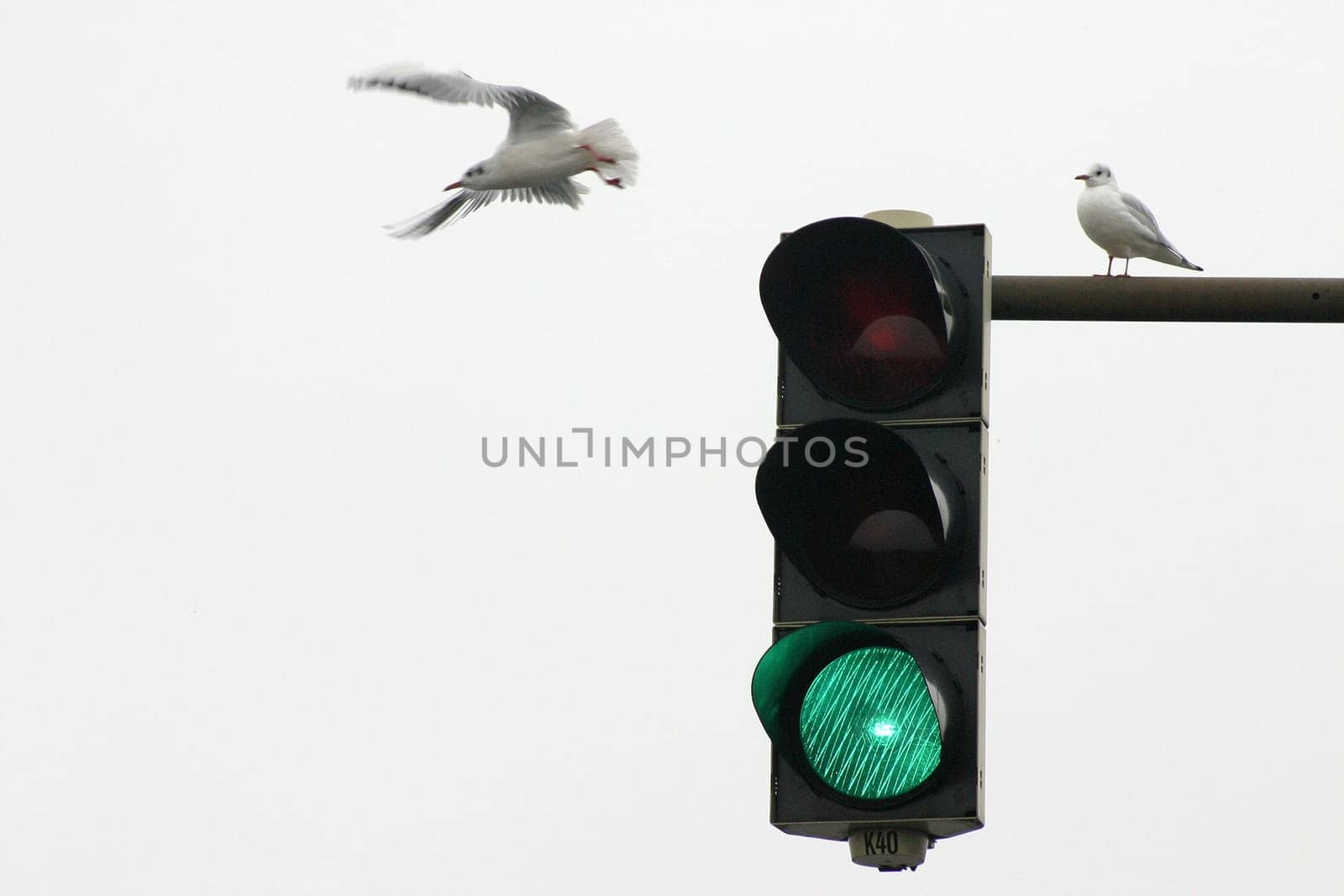 In northern Germany,the seagulls only fly when they are GREEN :-)