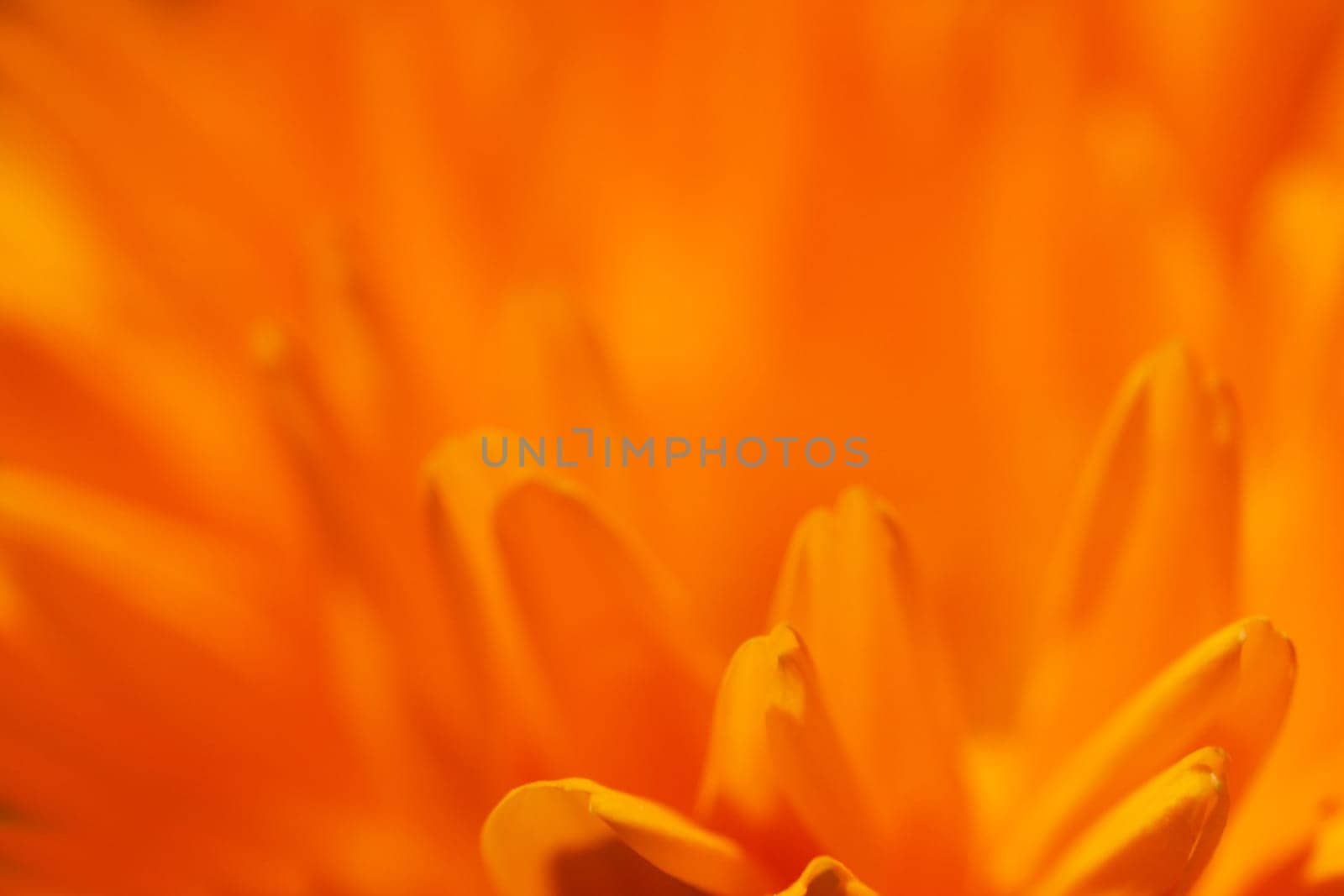 Orange Blossom
