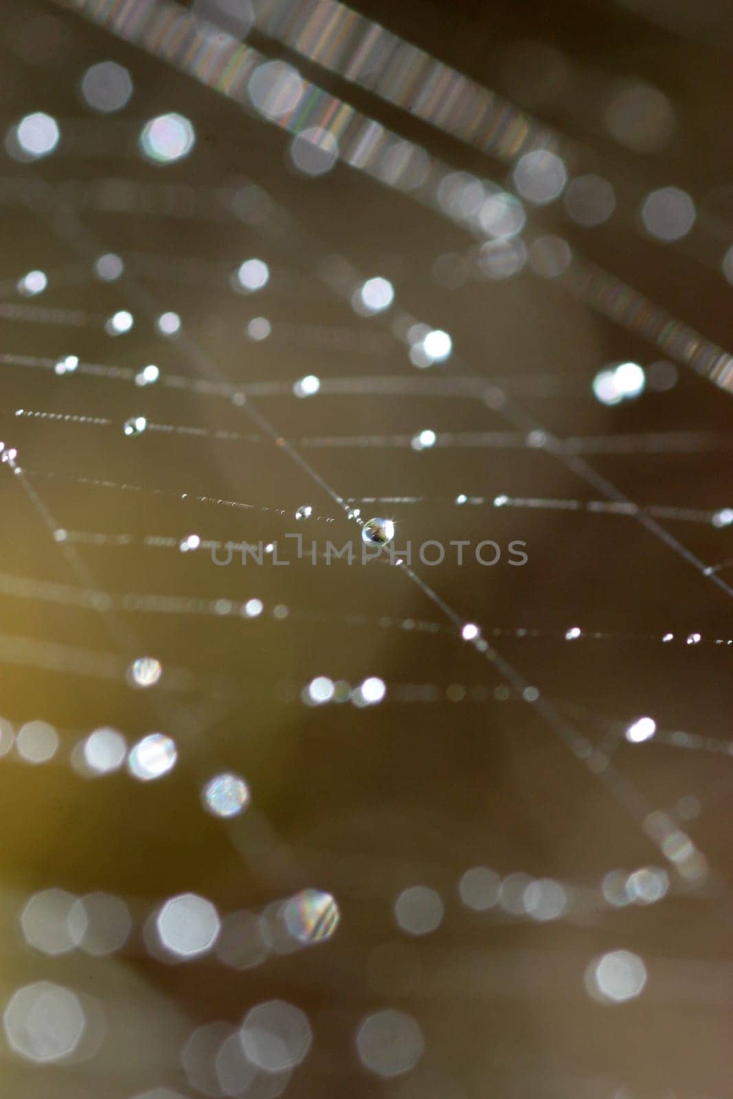 net or network