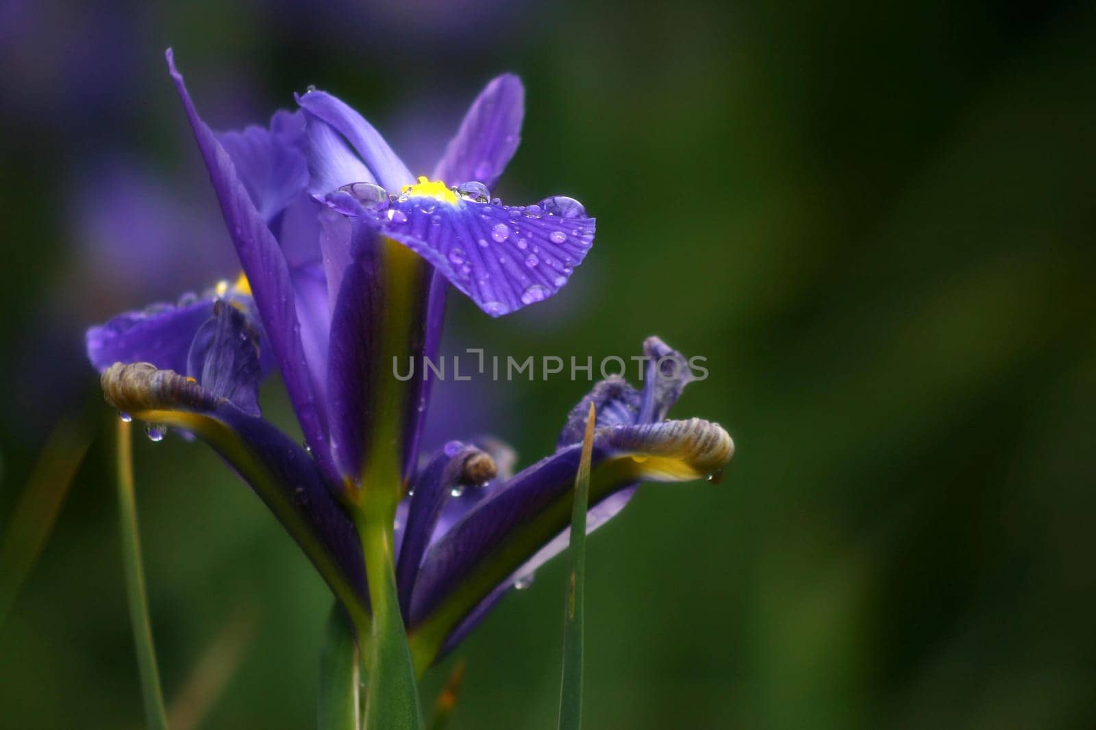 Iris