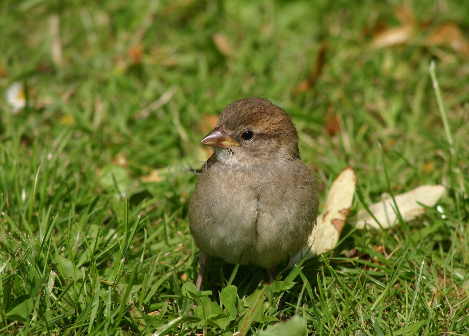 Little Sparrow