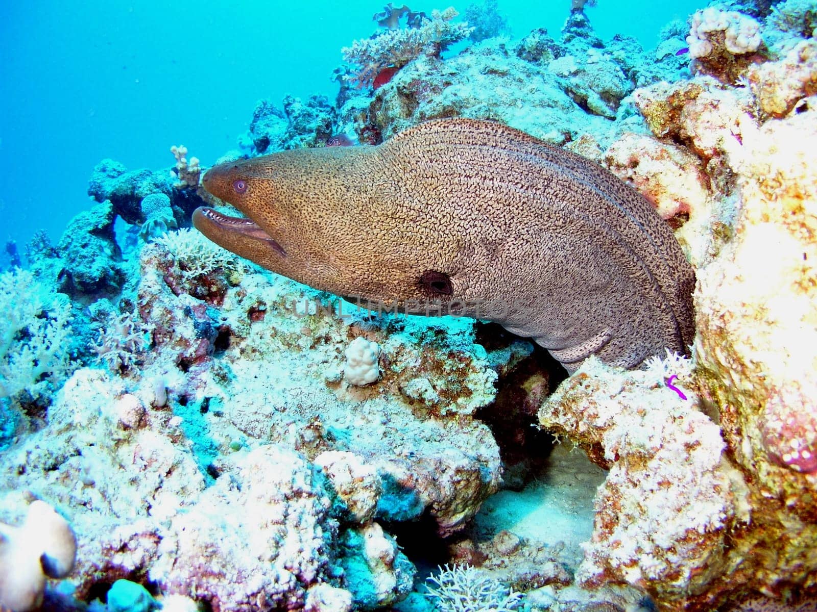 August 2004,Safaga,Red Sea,Abu soma Garden