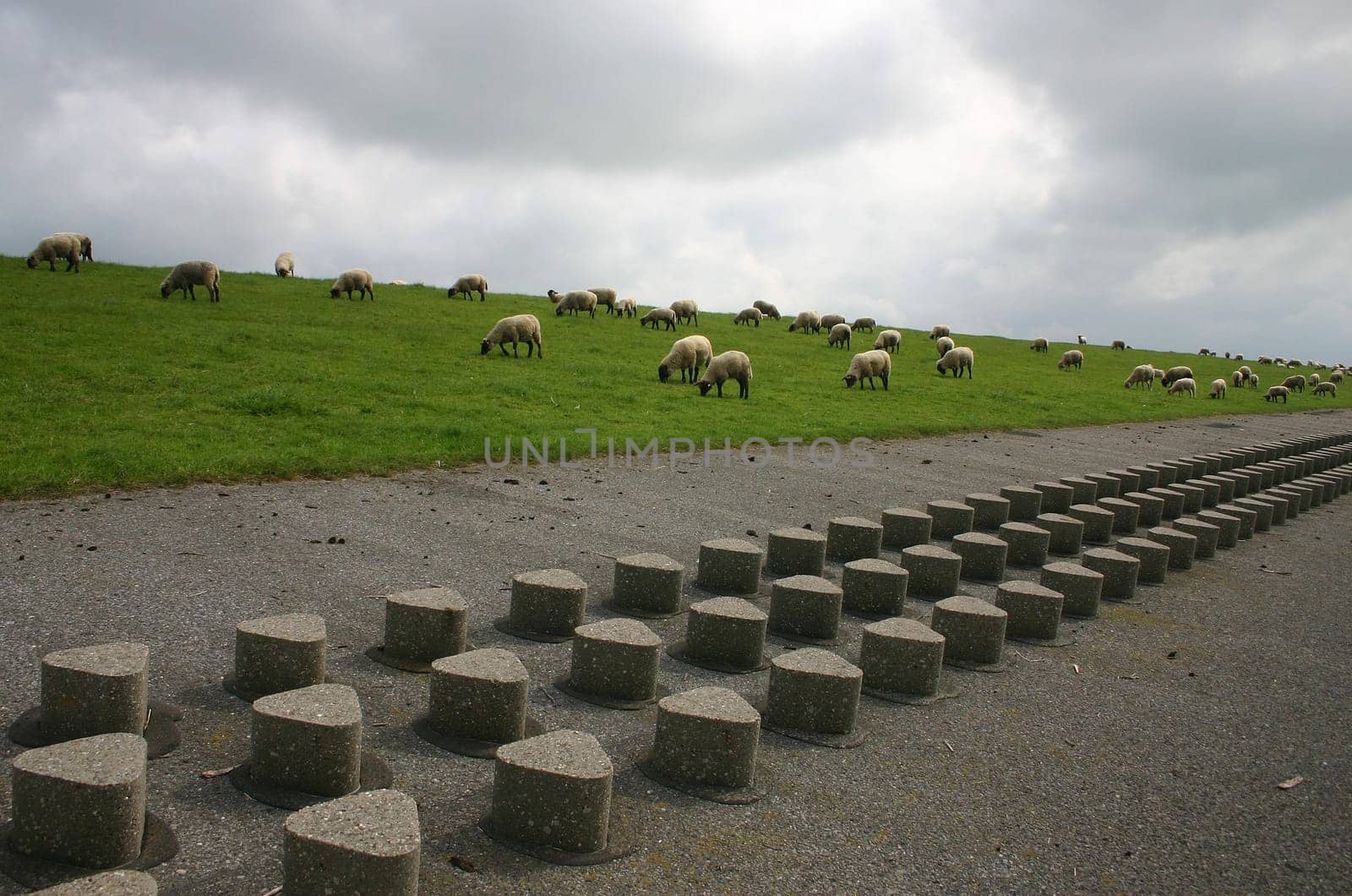 Sheep as far as the eye can see