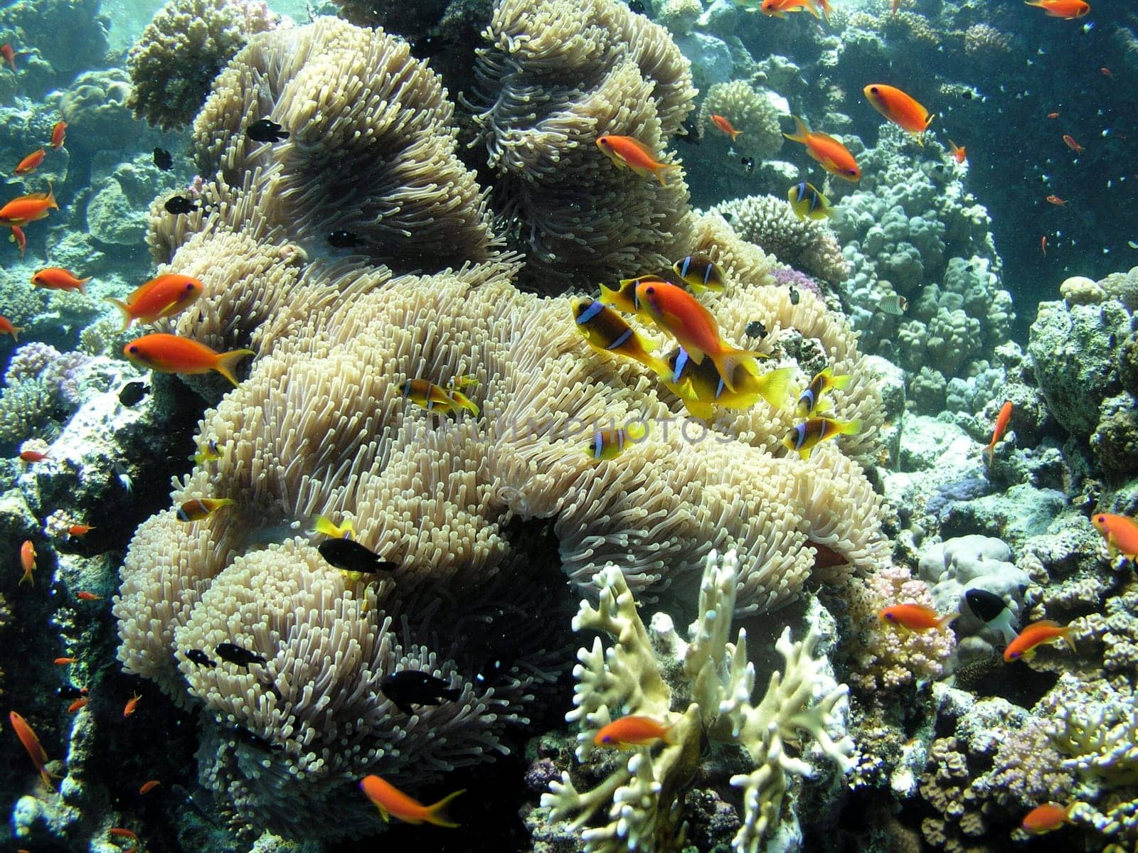 City of Anemone Fish (Yes,Children - Nemos!!!!) on the panoramic reef,Safaga. September 2004