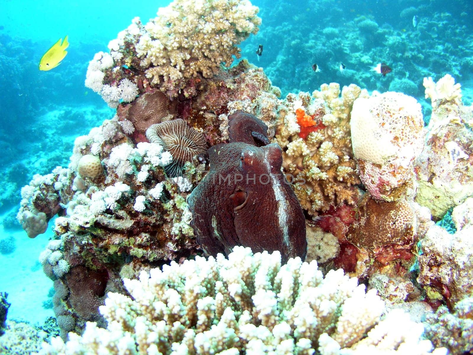 Color play of an octopus at Shaab Sheer Soraya,Safaga 2004