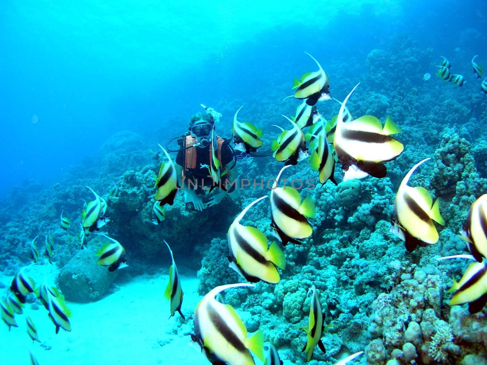 Diver in the pennant fish school 1
