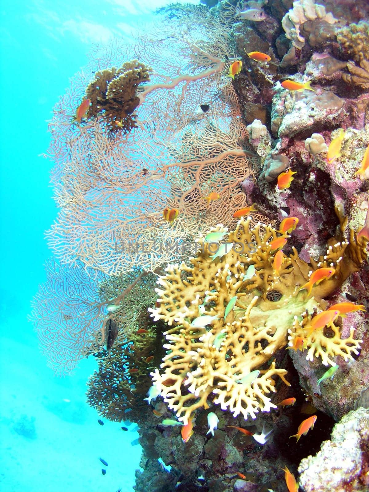 Reef near Tobia Arba,Safaga 2004
