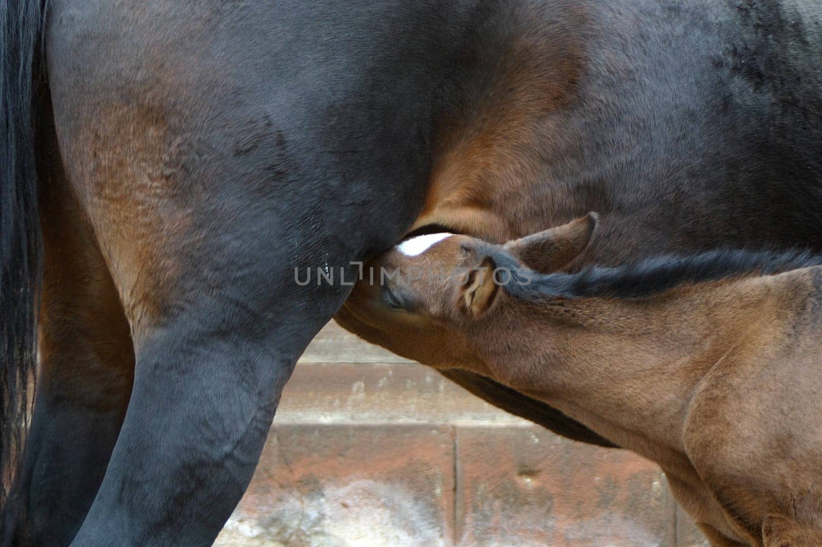Trakehner foal Scally born 27.11.04 at the milk counter