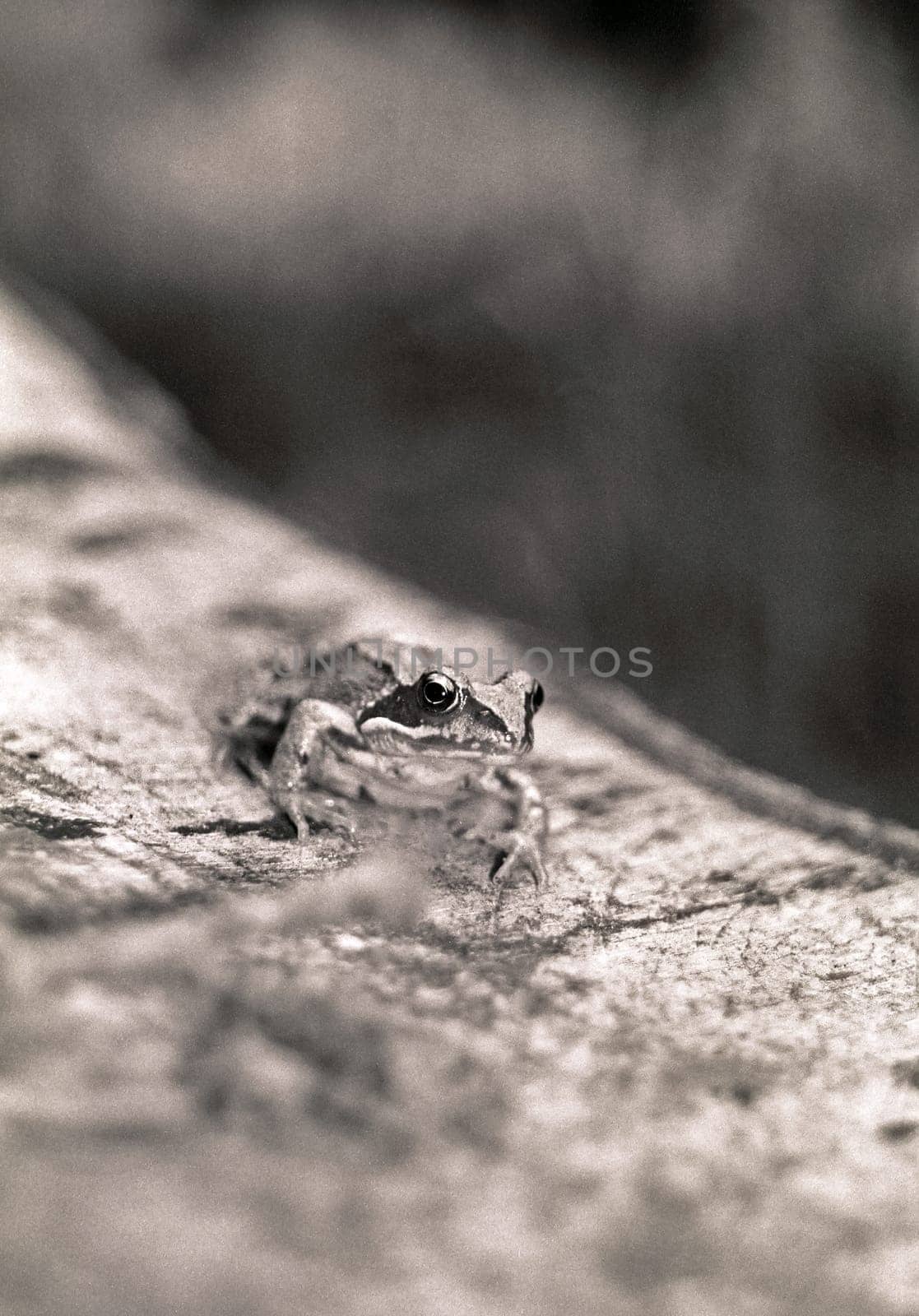 Common frog