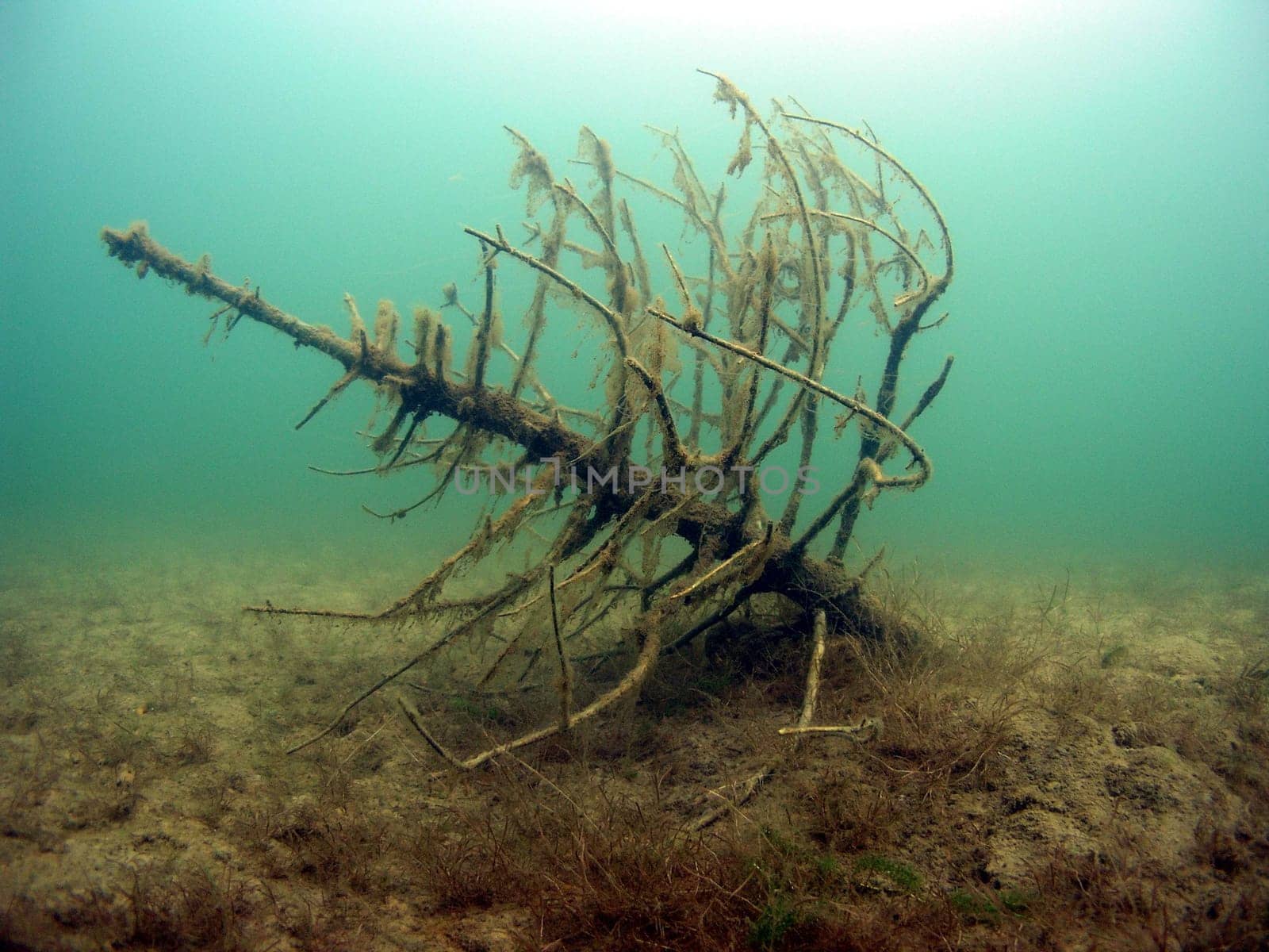 Cemetery of Christmas trees - disused trees are sunk into excavators as spawning aids and hiding places for fish.
