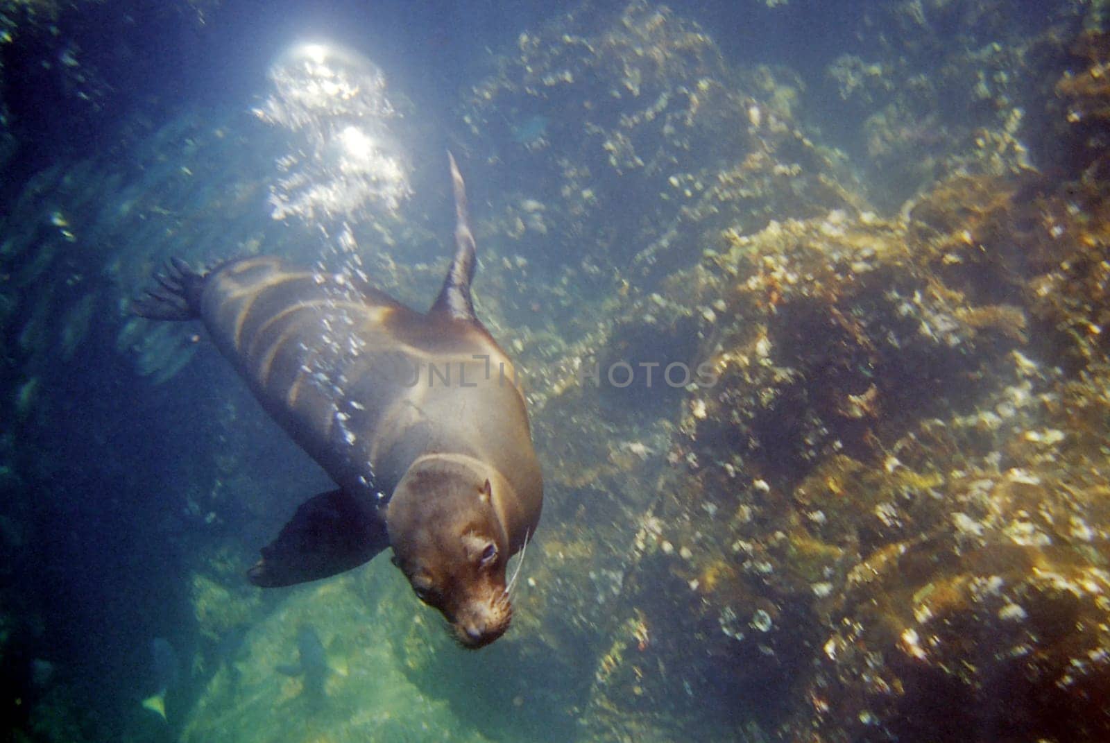 Sea Lion Lady