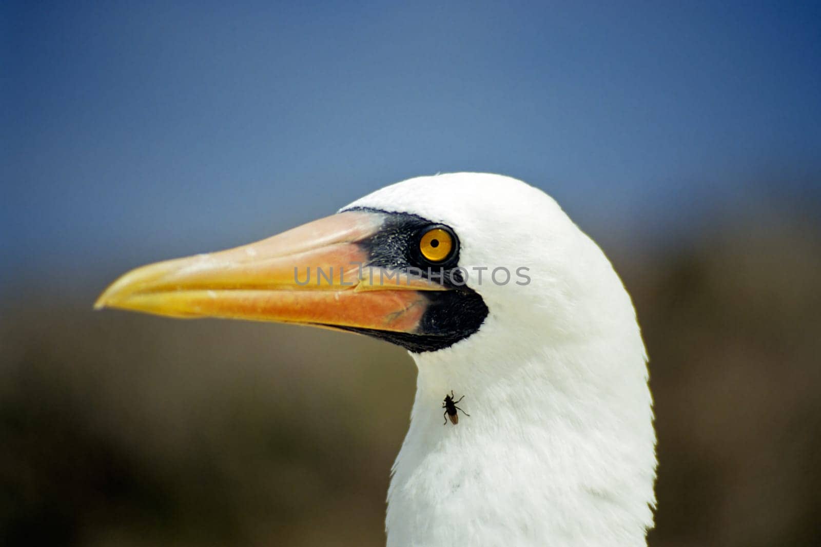 The Bird of the World Wears Fly II