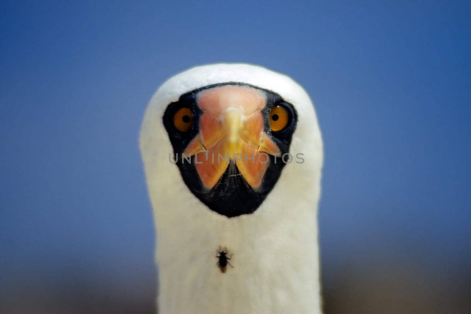 The bird of the world wears a bow tie