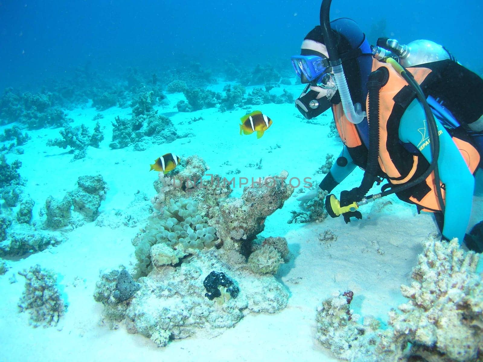 Since the anemones offer protection to the clownies,they also defend them against much larger divers or conspecifics,which they see in the reflection of the diving mask. Little heroes!