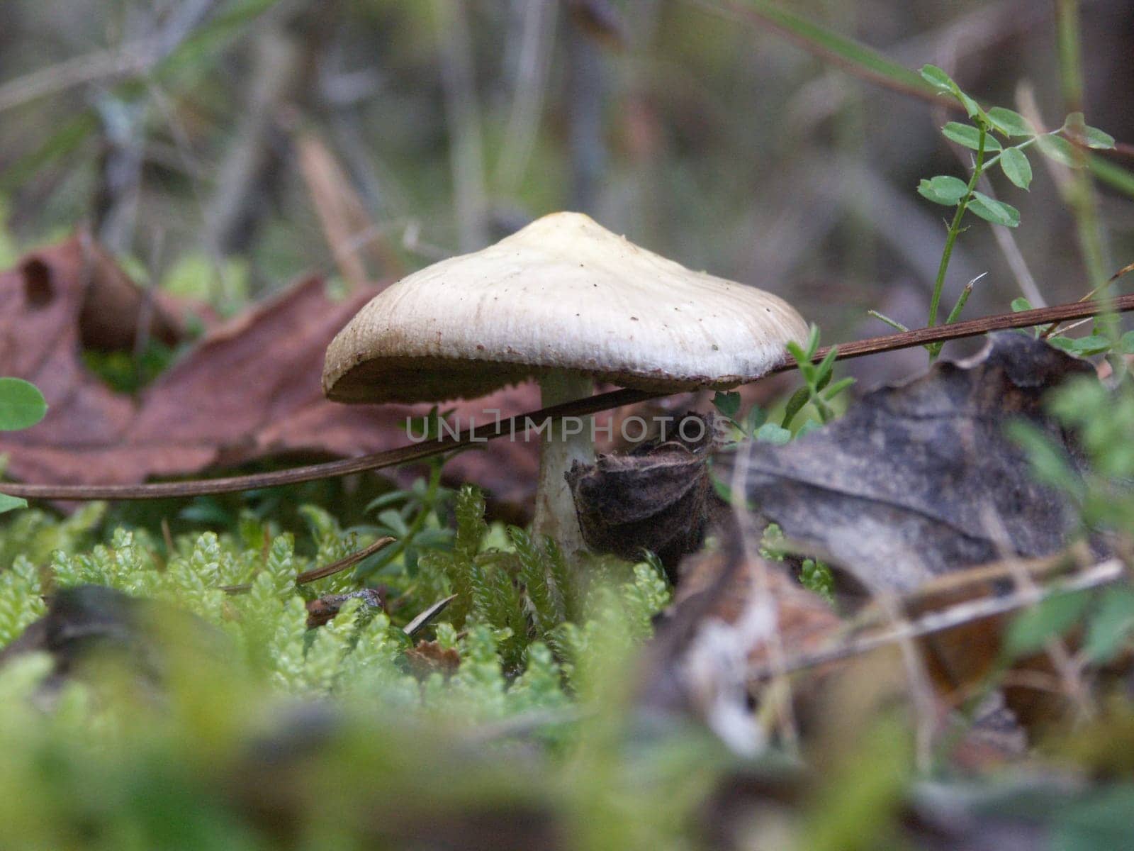 Mushroom in the forest