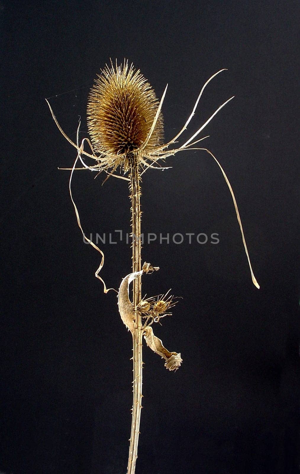 Wild cardoon