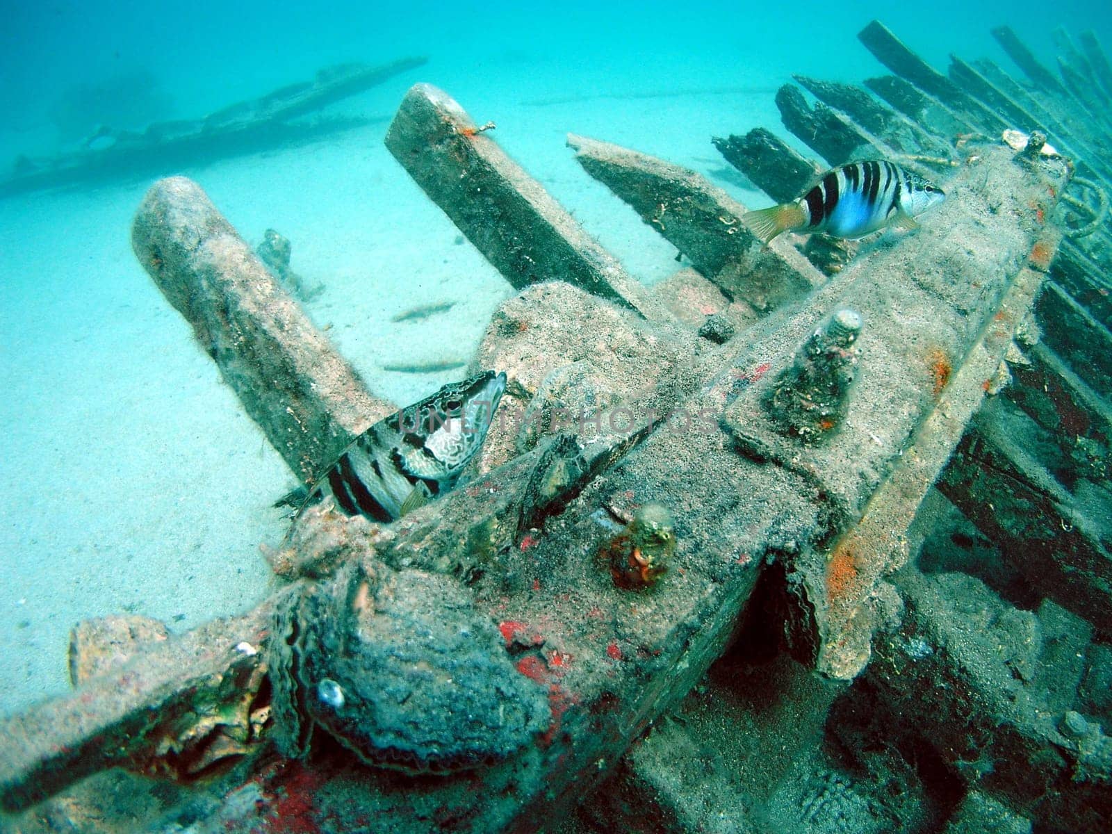 HR,2003,Fontfish inhabit the "house wreck"". A highlight for introductory divers!"