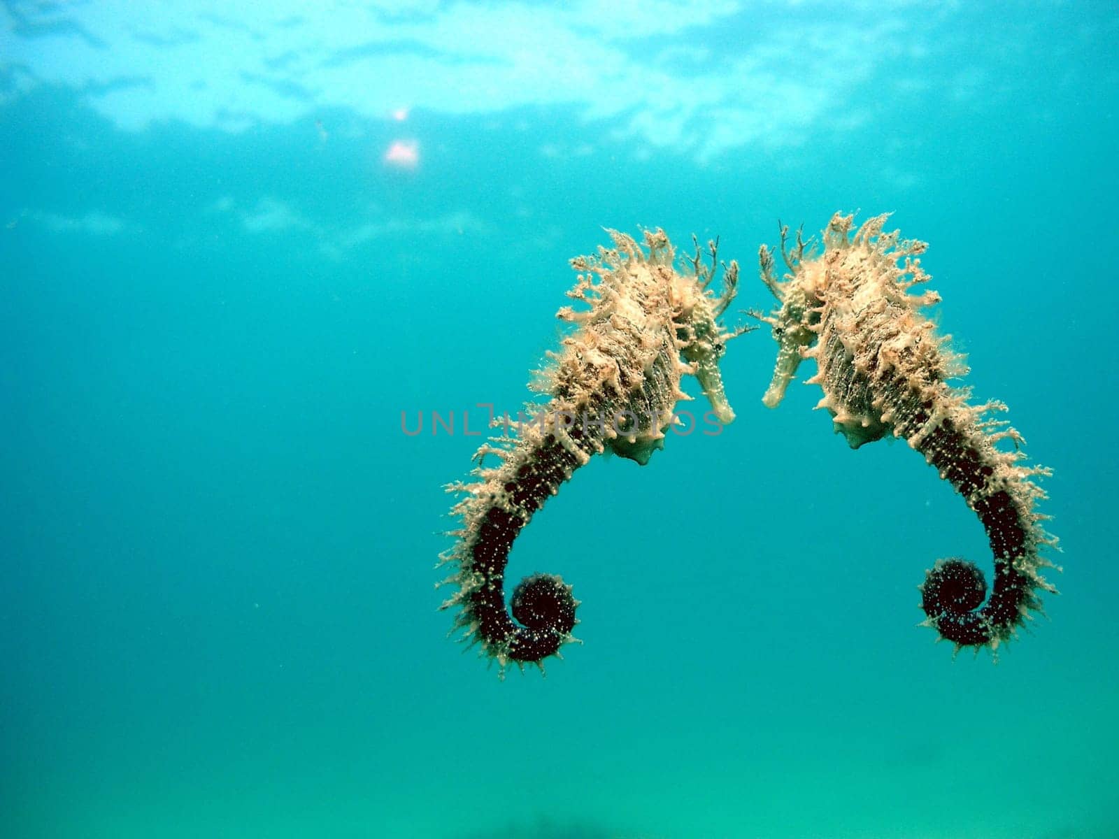 Seahorses are said to stay with their partner for life. The fact is that they are usually found in pairs.