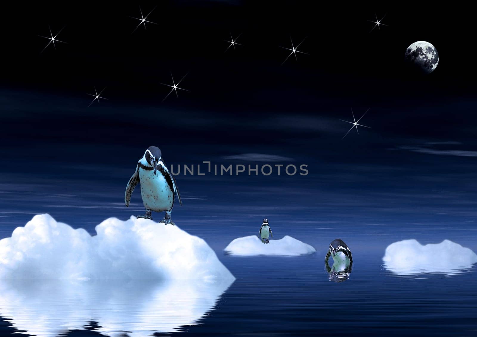 Another penguin picture that will soon work out with the calendar.