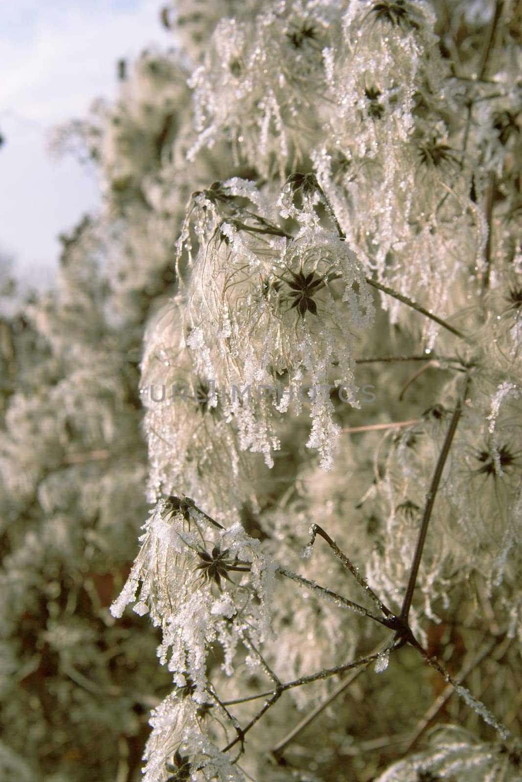 frozen