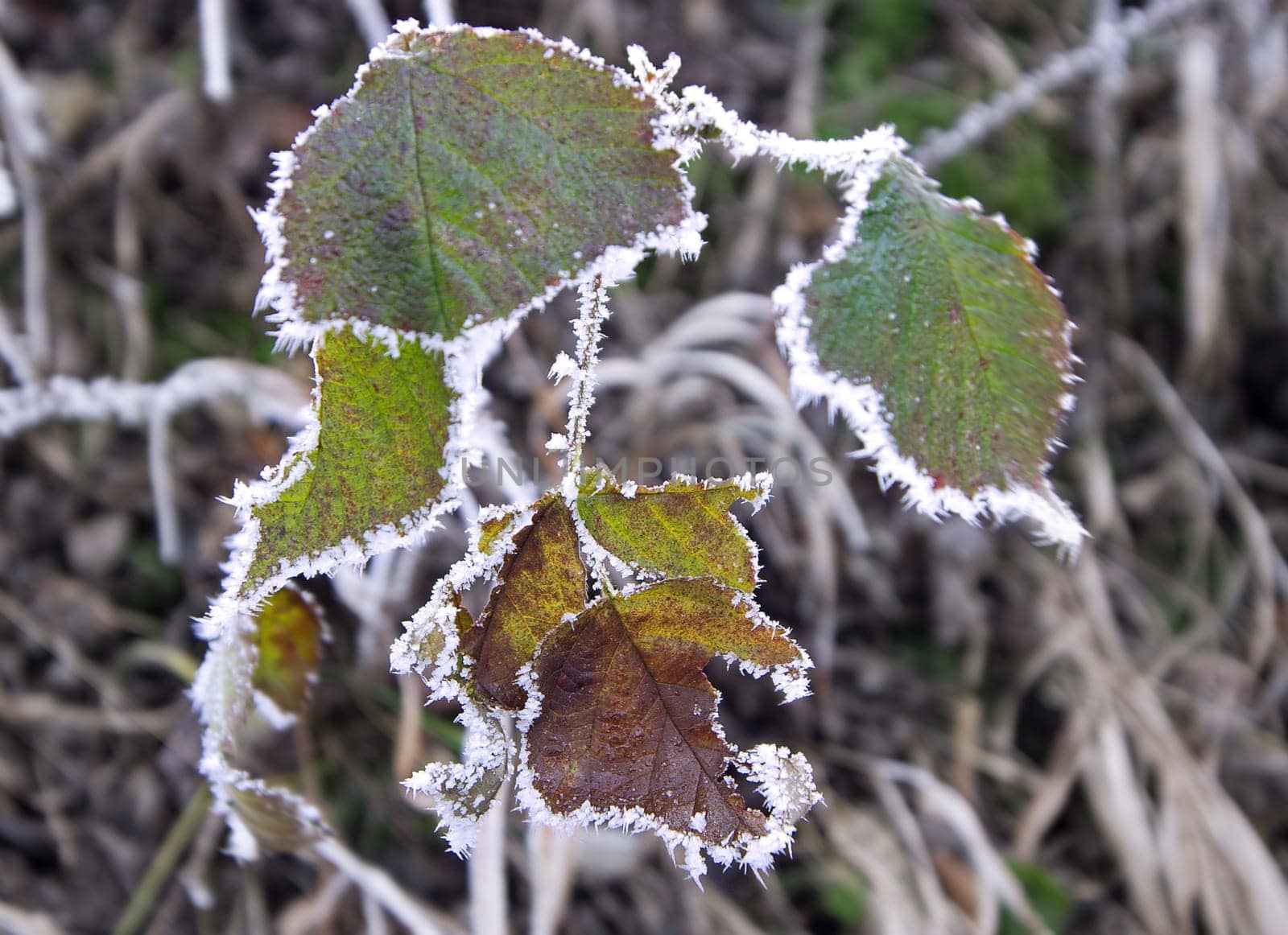 frozen-leaves2