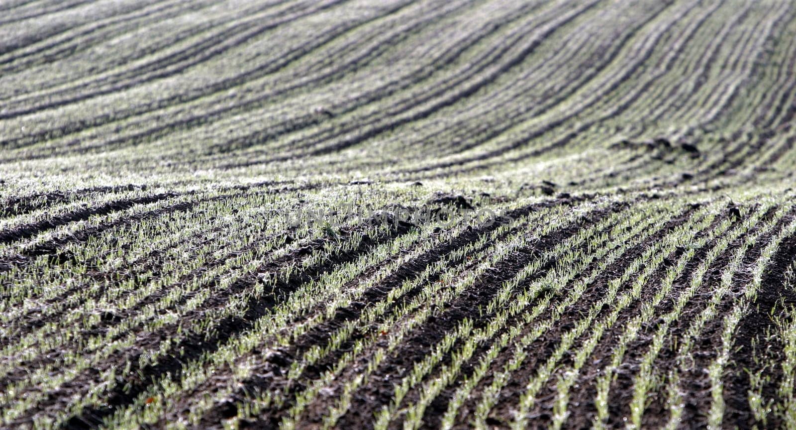 Waves in the field