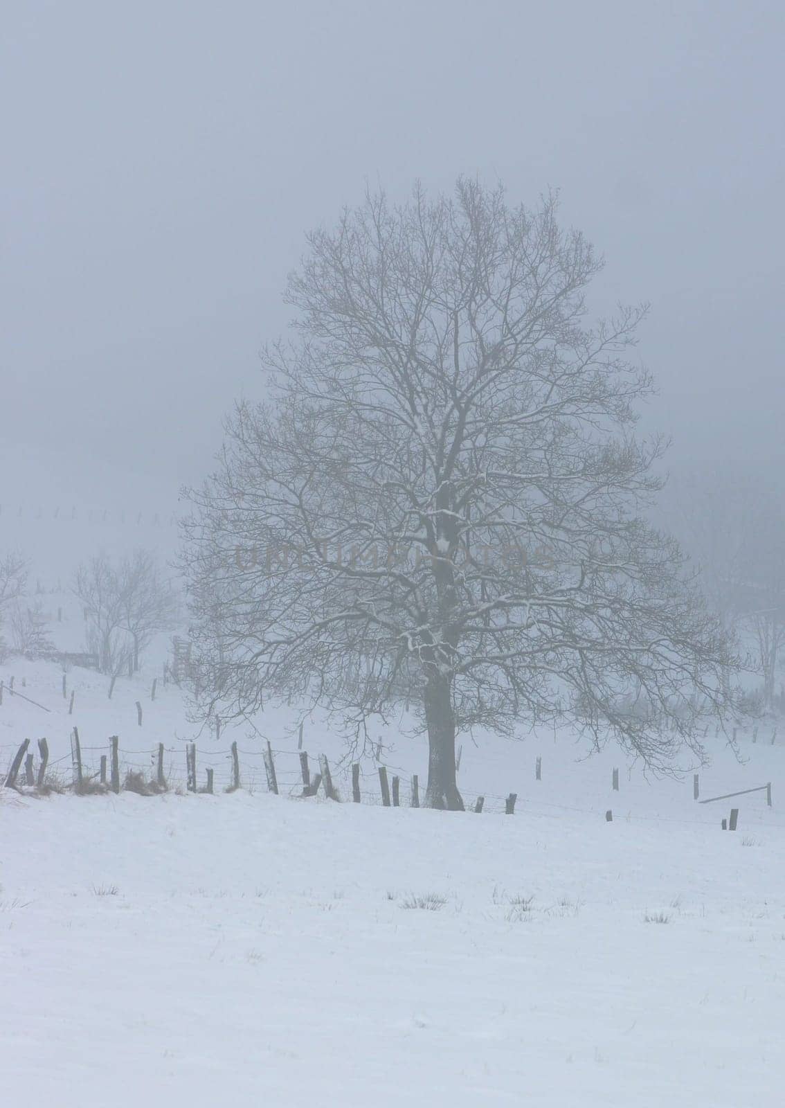 Taken in Kempen,with a lot of fog and hardly any light...