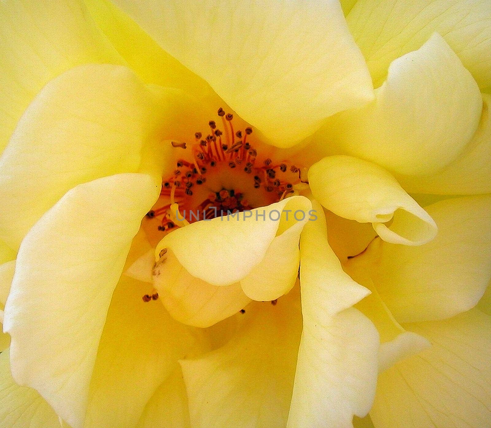 from my garden