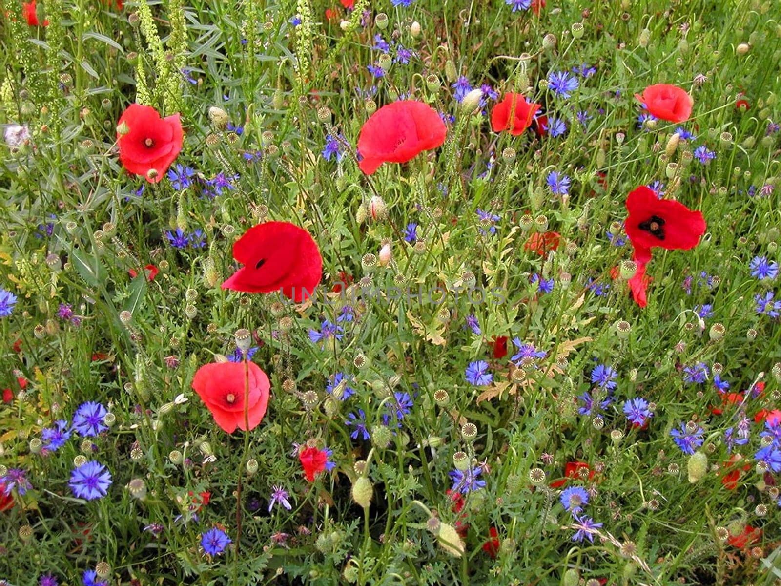 Poppy meadow