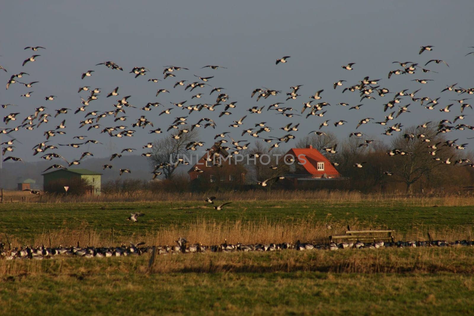 Flock of birds at the North Sea...