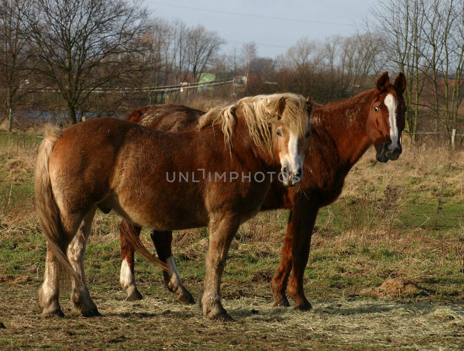 Originated in a meadow near Sande