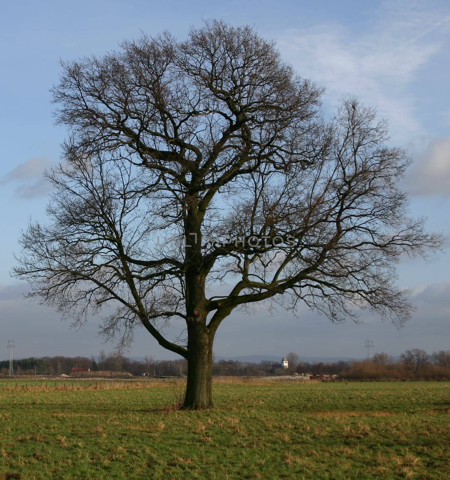 a tree...