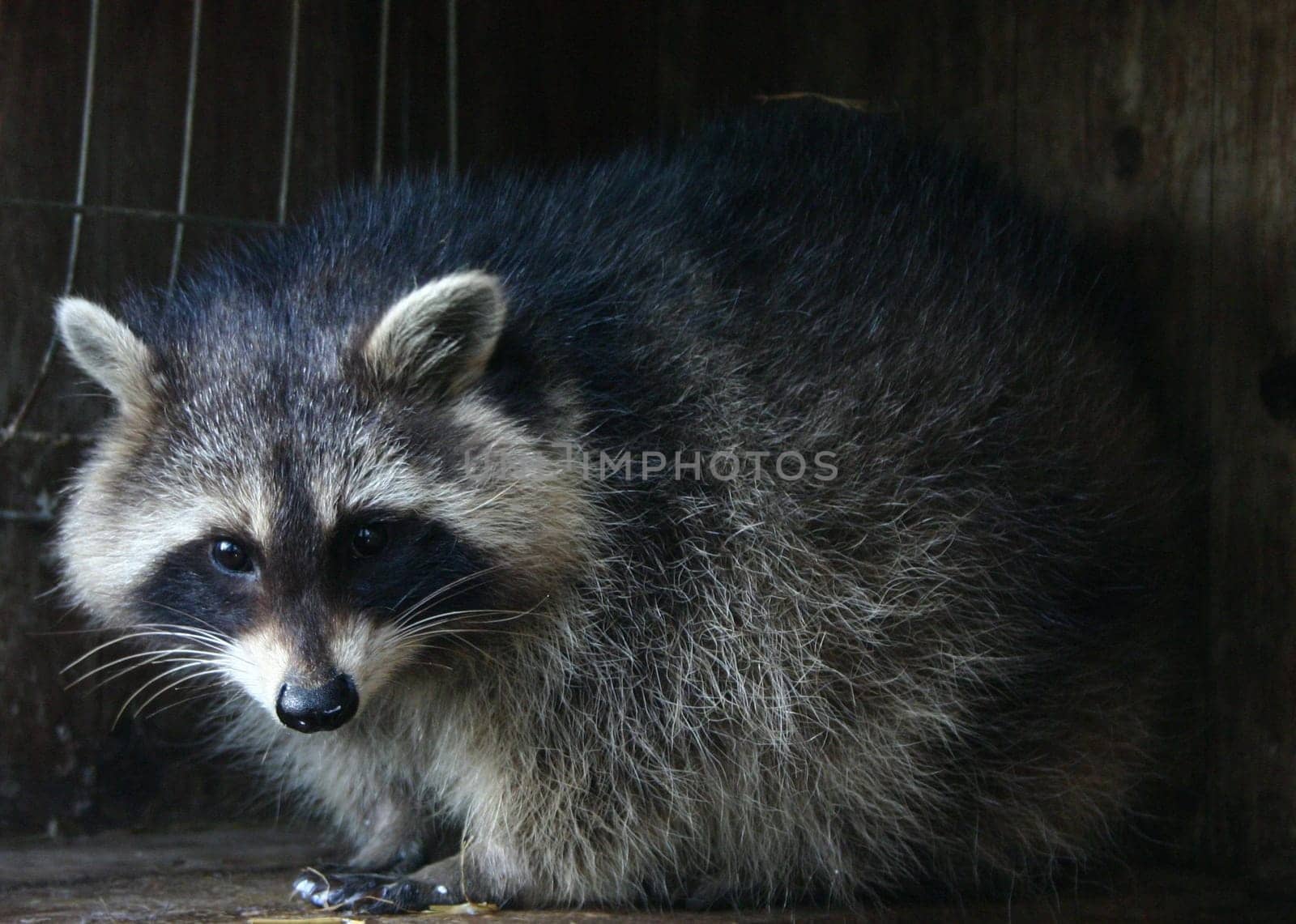 This little guy was severely abused by people and injured in one foot. A saving angel has been caring for him on a farm for 3 weeks. Jerzeit,the raccoon can return to nature,but .. He still seems to like it there.