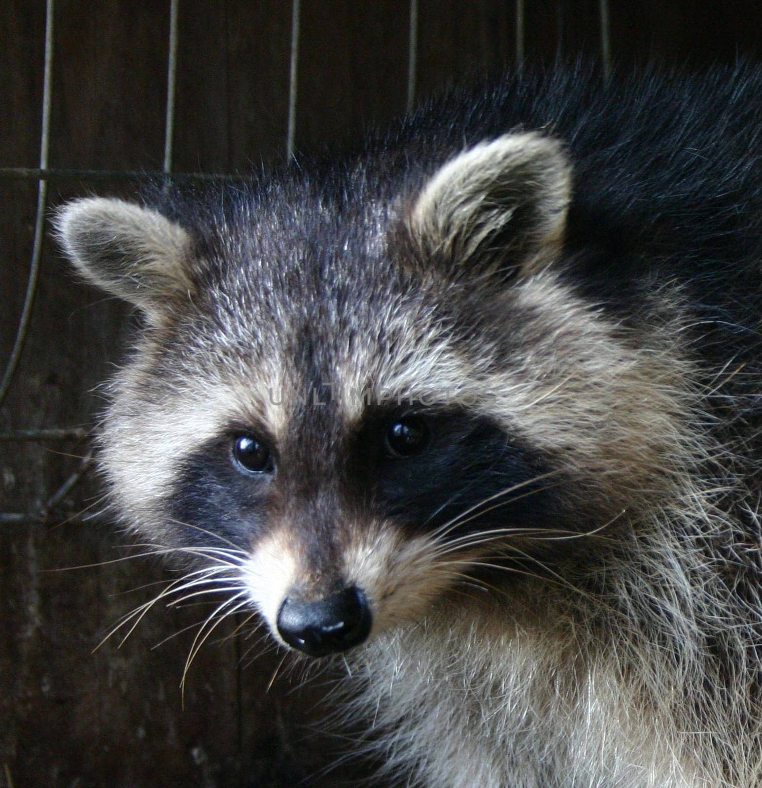 ... he's a cute guy. He was very shy during the time I photographed him and eyed me very critically.