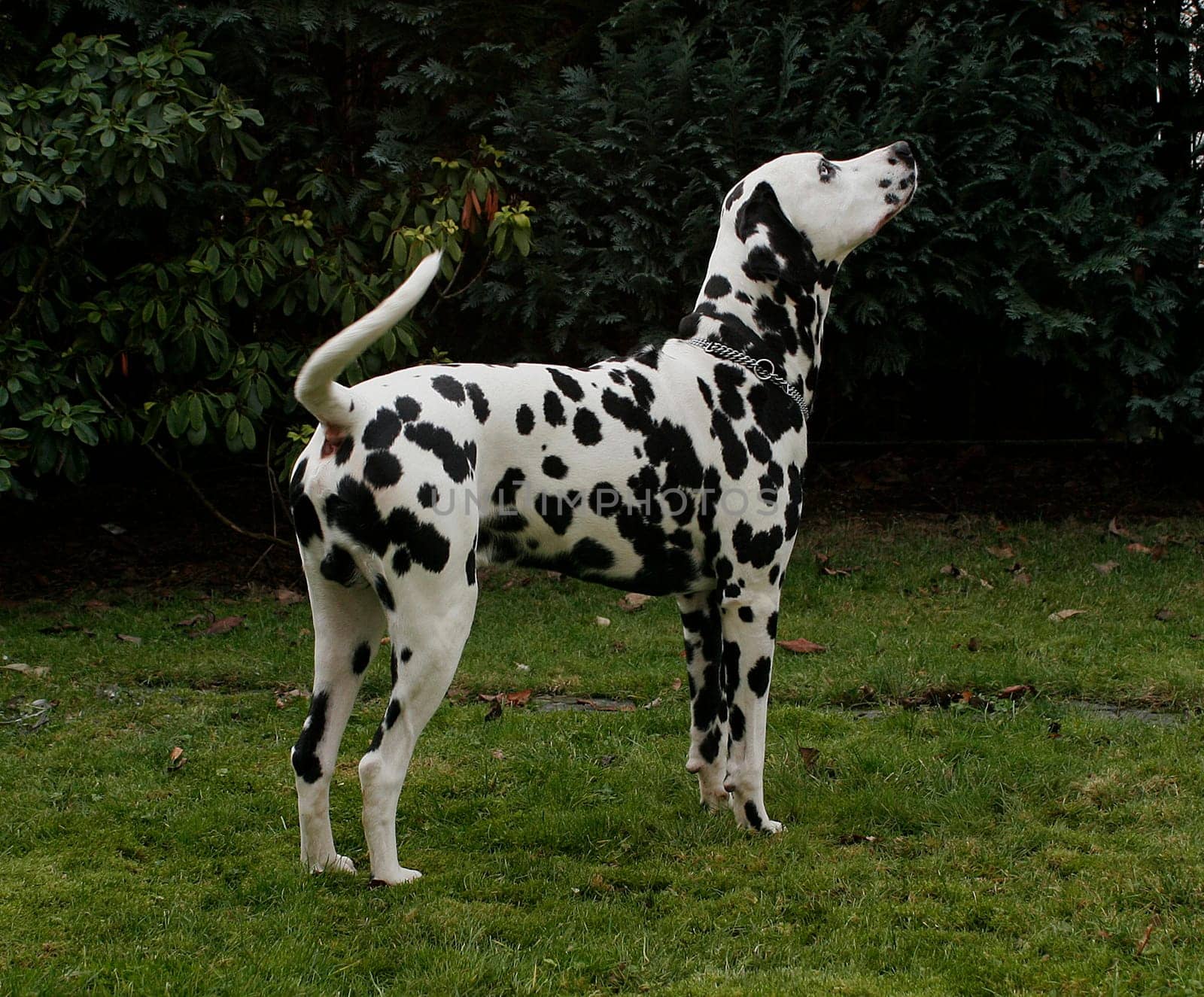 Dalmatian