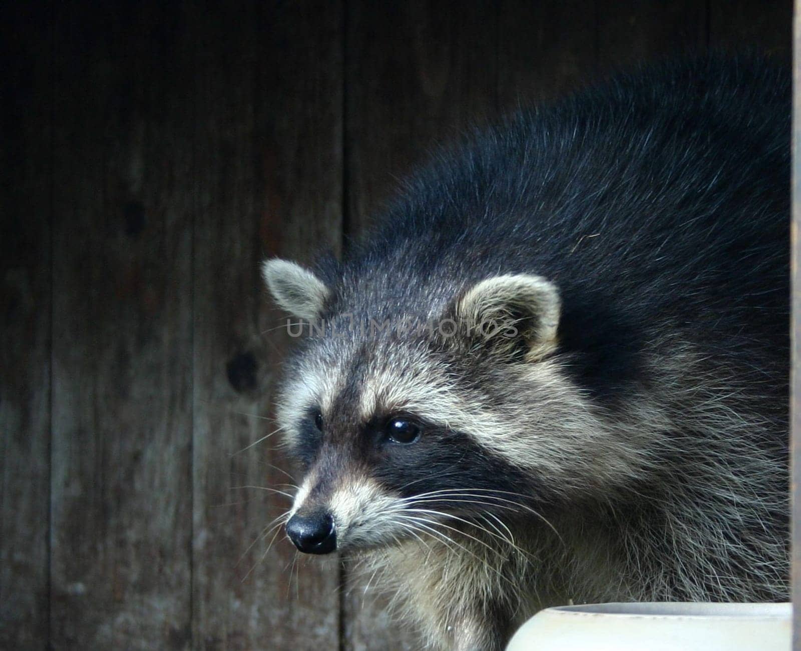 Once he also stuck his nose out of the rabbit hutch....