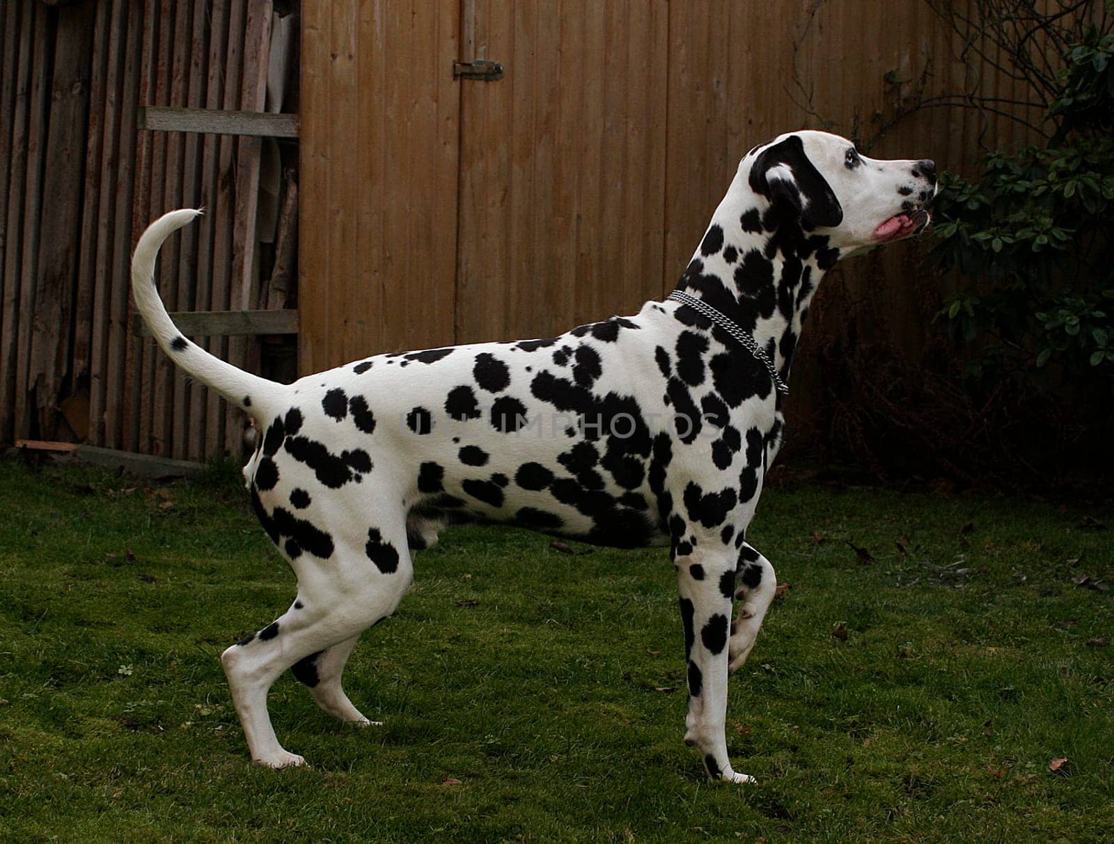 Dalmatian