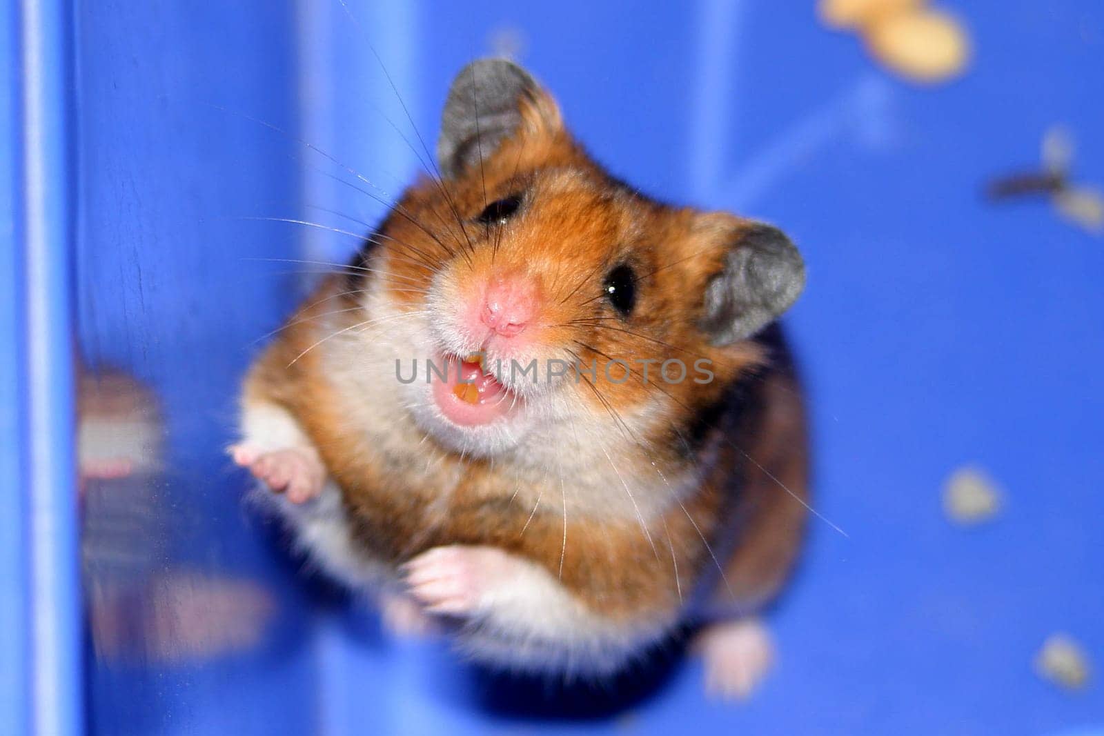 Golden hamster