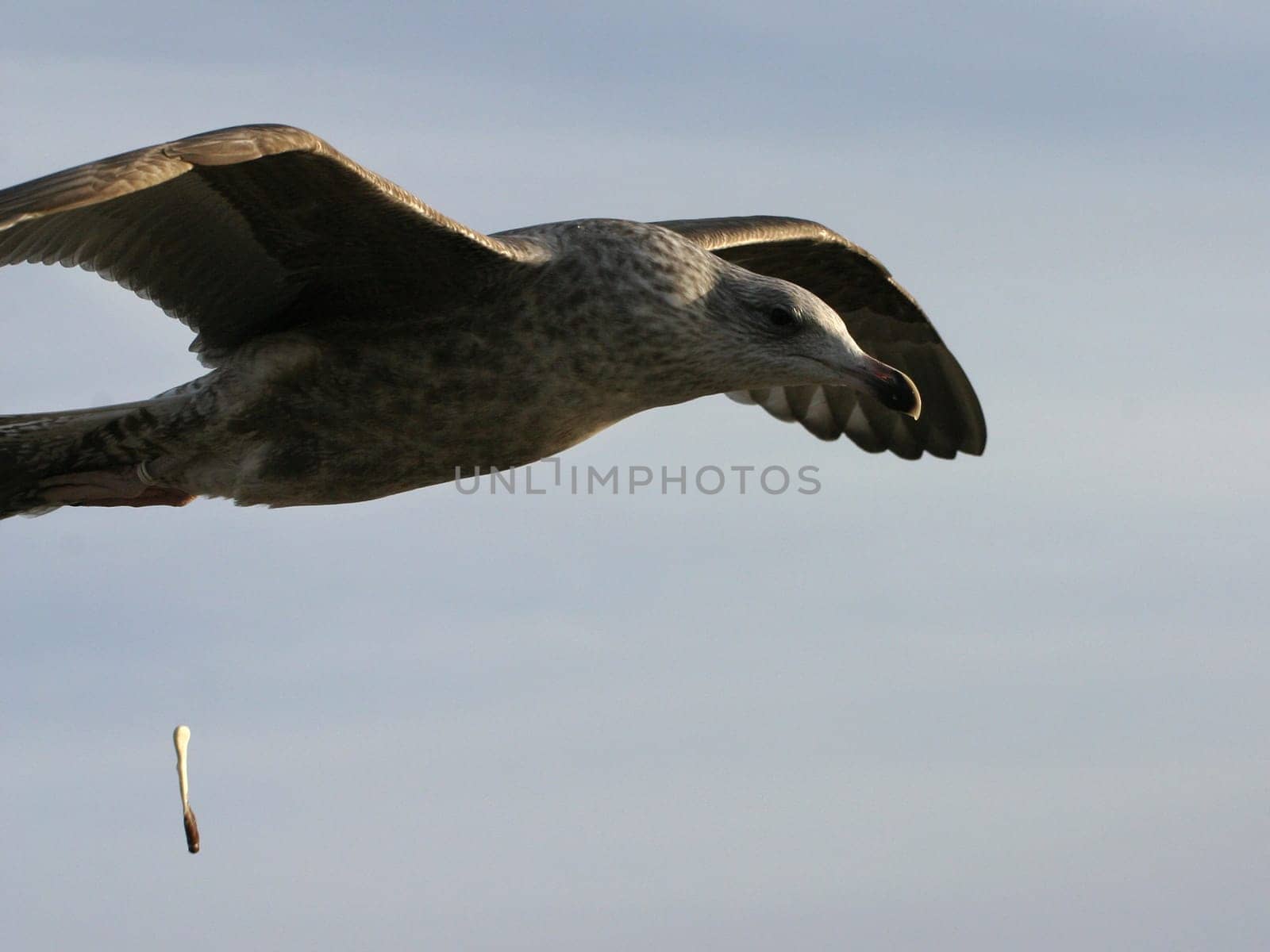 Bomber in low-level flight