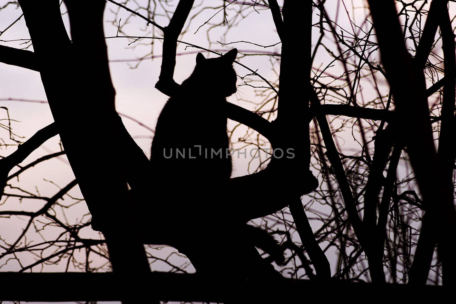 On the lookout