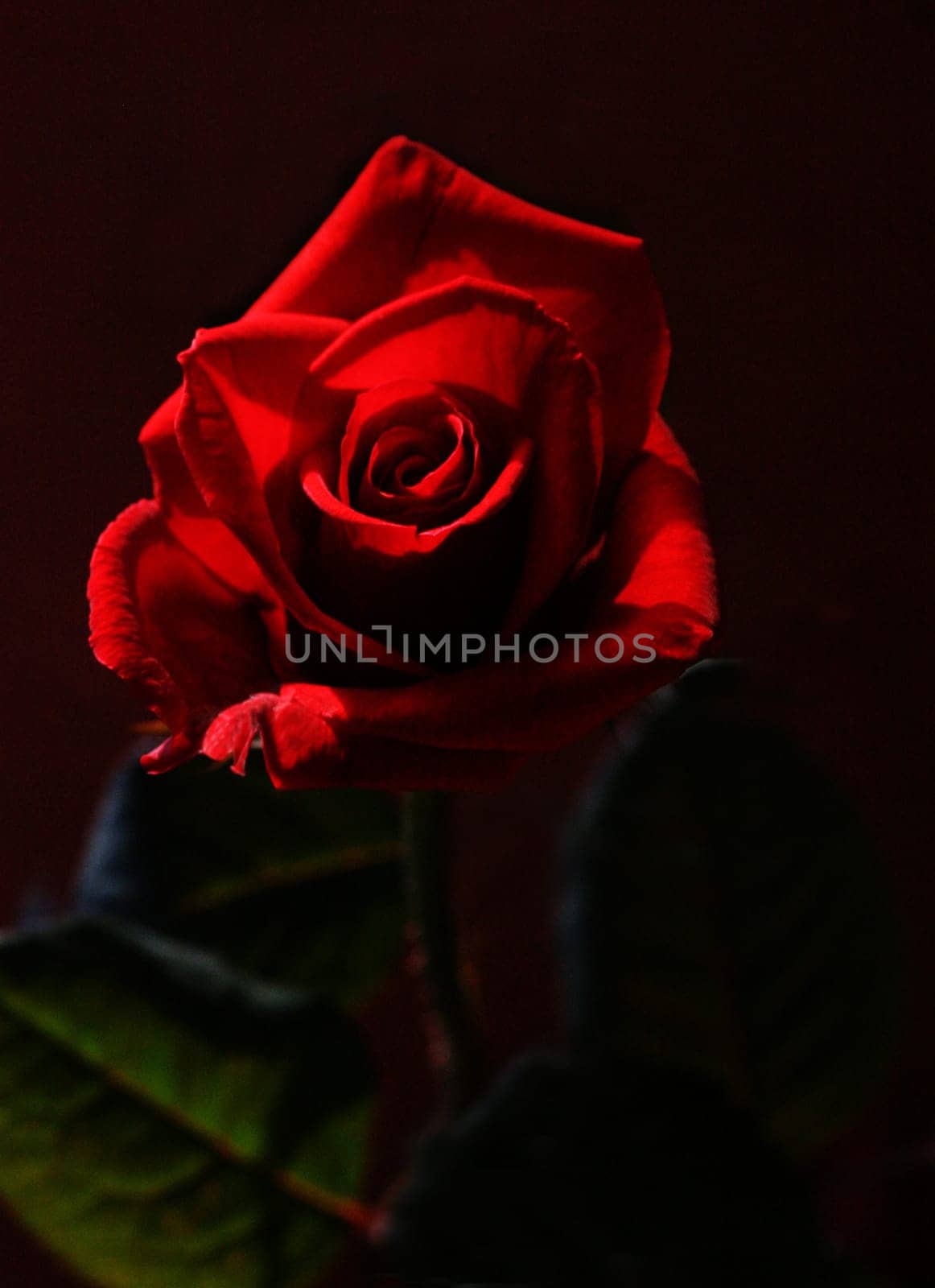 Red Rose