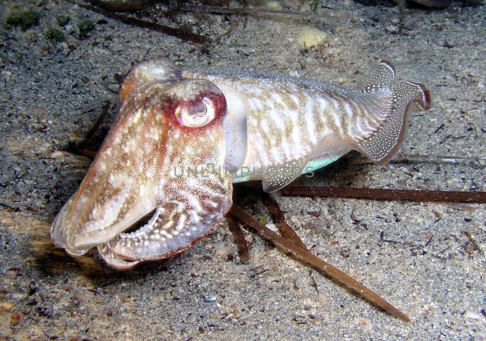 In the summer of 2003 I was able to observe the courtship and mating of these fascinating animals during a night dive in Croatia.
