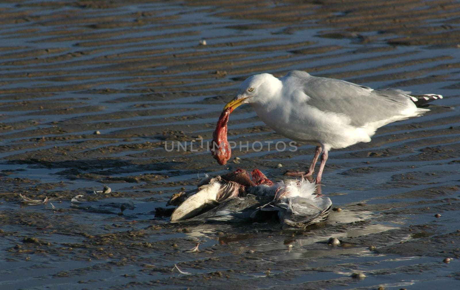 Food chain